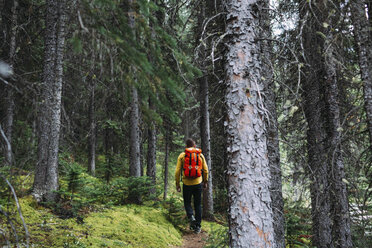 Rückansicht eines mittelgroßen erwachsenen Mannes mit orangefarbenem Rucksack, der durch den Wald wandert, Moraine Lake, Banff National Park, Alberta Kanada - ISF11691