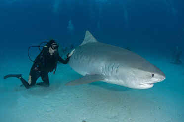 Unterwasseransicht eines Tauchers, der einen Tigerhai in der Nähe des Meeresbodens berührt, Tiger Beach, Bahamas - ISF11709