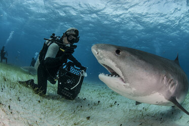 Unterwasseransicht eines Tauchers auf dem Meeresgrund bei der Fütterung eines Tigerhais, Tiger Beach, Bahamas - ISF11710