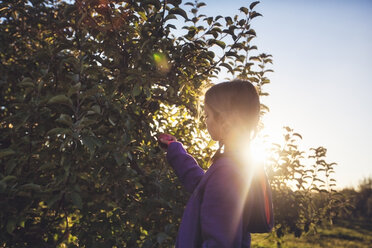 Seitenansicht eines Mädchens im Obstgarten, das einen Apfel vom Baum pflückt - ISF11714