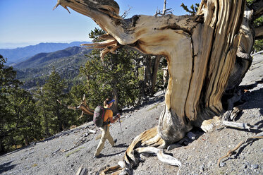 Junge Frau beim Wandern, Mount Charleston Wilderness Trail, Nevada, USA - ISF11769