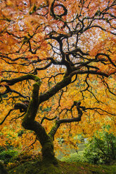 Japanischer Ahorn mit gedrehtem Stamm und orangefarbenen Blättern - ISF11863