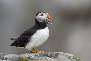 Schottland, Isle of May, Papageientaucher, Fratercula arctica - MJOF01508