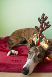 Portrait of Greyhound wearing deer antler headband - SKCF00514