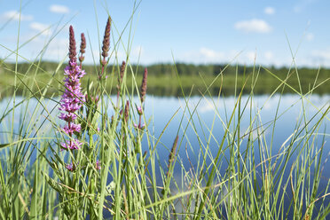 Germany, Baden-Wuerttemberg, Villingen-Schwenningen, Schwenninger Moos, purple loosestrife, Lythrum anceps - ELF01884