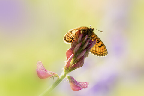 Brauner Schmetterling auf Blüte, lizenzfreies Stockfoto