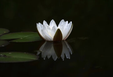 White Water lily - JTF01018