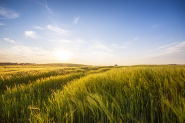 United Kingdom, Scotland, East Lothian, field of barley, Hordeum vulgare - SMAF01022