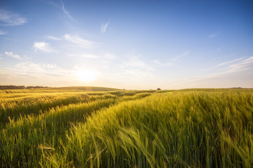 United Kingdom, Scotland, East Lothian, field of barley, Hordeum vulgare - SMAF01022