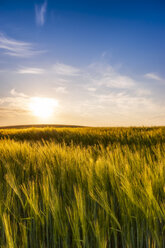 United Kingdom, Scotland, East Lothian, field of barley, Hordeum vulgare - SMAF01023