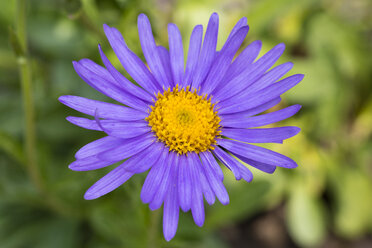 Alpine aster, close-up - WIF03527