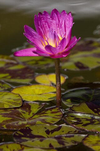 Rosa Seerose, lizenzfreies Stockfoto