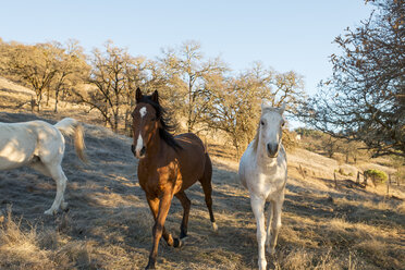 Three horses trotting in field - ISF12767