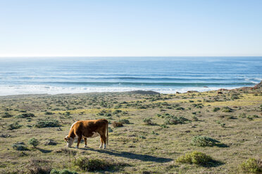 Weidende Kuh auf einem Feld an der Küste, Big Sur, Kalifornien, USA - ISF12774