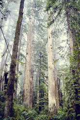 Redwood trees, Orik, Humboldt County, California, USA - ISF12802