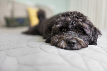 Portrait of dog lying on bed - ISF12925