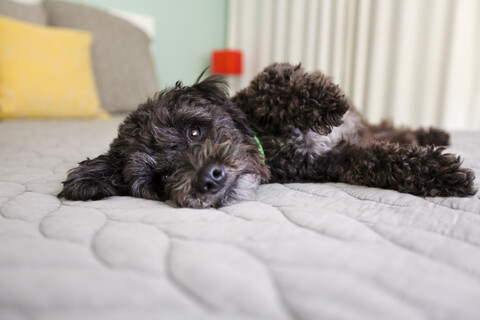 Porträt eines auf dem Bett liegenden Hundes, lizenzfreies Stockfoto