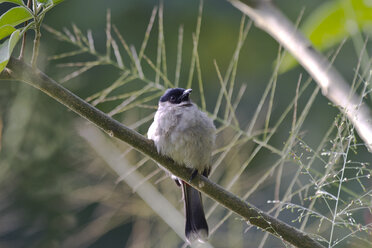 Thailand, Chiang Dao, Rußkopfbülbül, Pycnonotus aurigaster - ZC00630