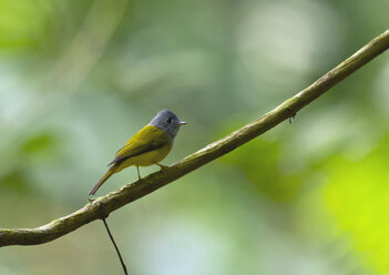 Thailand, Chiang Dao, Graukopf-Kanarienschnäpper, Culicicapa ceylonensis - ZC00631