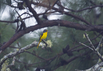 Thailand, Chiang Dao, Scarlet minivet, female, Pericrocotus speciosu - ZC00632