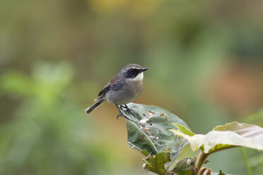 Thailand, Doi Inthanon, Grauschmätzer, männlich, Saxicola ferreus - ZC00633