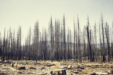 Kahle Bäume, Yosemite-Nationalpark, Kalifornien, USA - ISF12995