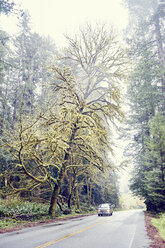 Auto auf der Straße durch Mammutbäume, Orik, Humboldt County, Kalifornien, USA - ISF12998