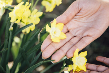 Beschnittene Ansicht von Händen, die eine Pflanze mit gelben Blüten berühren - ISF13068