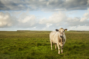 Portrait of cow in field, Giants Causeway, Bushmills, County Antrim, Northern Ireland, elevated view - ISF13089