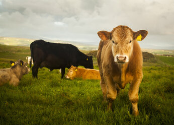 Kühe auf einem Feld, Giants Causeway, Bushmills, County Antrim, Nordirland, Blick von oben - ISF13090
