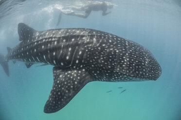 High angle side view of Whale Shark (Rhincodon Typus) Contoy Island, Quintana Roo, Mexico - ISF13304