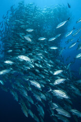 Schwarm von Großaugenmakrelen (Caranx Sexfasciatus) Cabo Pulmo, Baja California Sur, Mexiko - ISF13305