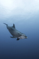 Atlantische Flaschennasendelfine (Tursiops Truncatus) Socorro Island, Mexiko - ISF13306