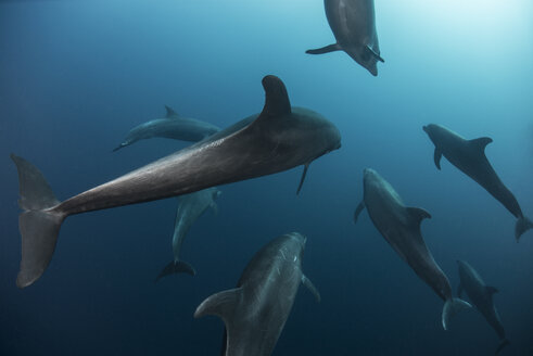 Schwarm von Atlantischen Flaschennasendelfinen (Tursiops Truncatus) Socorro Island, Mexiko - ISF13307