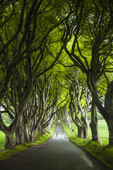 Tree lined road, Ballymoney, County Antrim, Northern Ireland - ISF13506