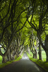 Von Bäumen gesäumte Straße, Ballymoney, Grafschaft Antrim, Nordirland - ISF13506