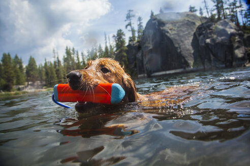 Schwimmender Hund mit Spielzeug im Maul, High Sierra National Park, Kalifornien, USA - ISF13512