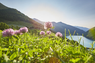 Kleeblüten mit Blick auf den Vernagt-Stausee und den Finailhof, Schnalstal, Südtirol, Italien - ISF13923