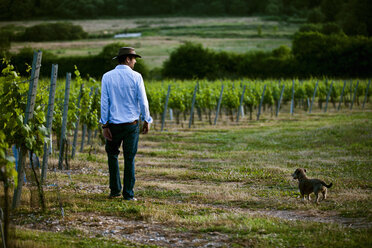 Mid adult man and dog monitoring wine and champagne vineyard, Cottonworth, Hampshire, UK - CUF33275