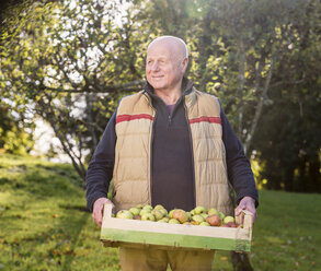 Älterer Mann trägt Kiste mit Äpfeln - CUF33553