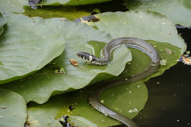 Schlingende Ringelnatter auf Seerosenblättern in einem Teich - JTF01019