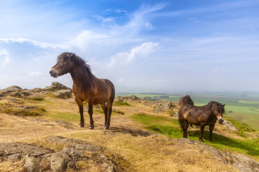 Vereinigtes Königreich, Schottland, North Berwick Law, Exmoor Ponys - SMAF01030