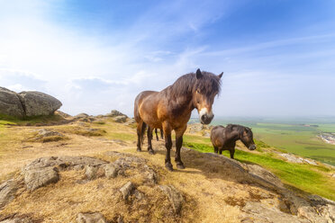 Vereinigtes Königreich, Schottland, North Berwick Law, Exmoor Ponys - SMAF01031