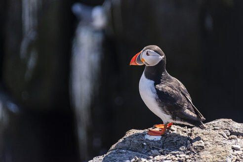 Schottland, Farne-Inseln, Papageientaucher, Fratercula arctica - SMAF01032