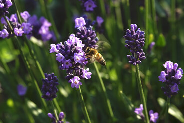 Germany, lavender and honeybee - JTF01021