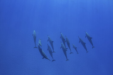 Delphine schwimmen, Blick von oben, Hawaii, USA - ISF14205