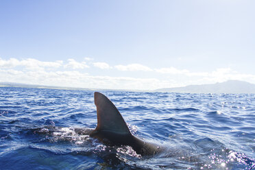 Sharks swimming, fin out of water, Hawaii - ISF14217