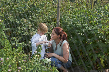 Mutter und Sohn beim Beerenpflücken - CUF34450