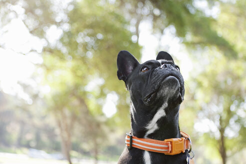 Porträt eines Hundes, der im Park nach oben schaut - ISF14355