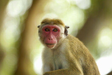 Porträt eines wachen Makaken (Macaca sinica), Yala-Nationalpark, Sri Lanka, Asien - CUF34464
